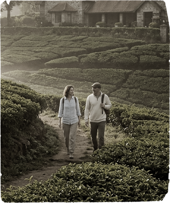 Morning walk in tea estates